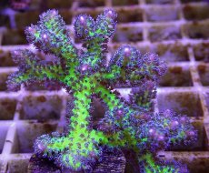 画像2: No.22 オーストラリア産 トゲサンゴ　イエローグリーン (2)