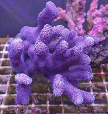 画像1: No.1 フィジー産 ショウガサンゴ　 (1)