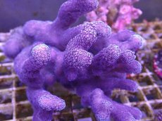 画像2: No.1 フィジー産 ショウガサンゴ　 (2)