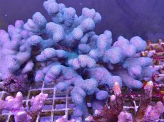 画像1: No.2 フィジー産 ショウガサンゴ　 (1)