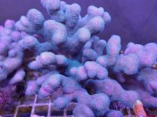 画像2: No.2 フィジー産 ショウガサンゴ　 (2)