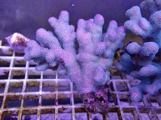 画像1: No.3 フィジー産 ショウガサンゴ　 (1)