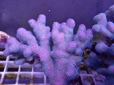 画像2: No.3 フィジー産 ショウガサンゴ　 (2)