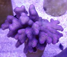 画像2: No.4 フィジー産 ショウガサンゴ　 (2)