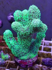 画像1: No.5 フィジー産 ショウガサンゴ　 (1)