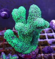 画像2: No.5 フィジー産 ショウガサンゴ　 (2)