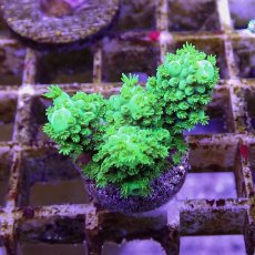 画像1: No.1 フィジー産 ツツユビミドリイシ (1)