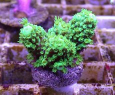 画像2: No.1 フィジー産 ツツユビミドリイシ (2)