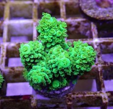 画像1: No.2 フィジー産 ツツユビミドリイシ (1)