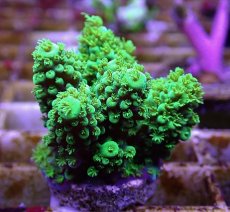 画像2: No.2 フィジー産 ツツユビミドリイシ (2)