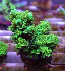 画像2: No.3 フィジー産 ツツユビミドリイシ (2)