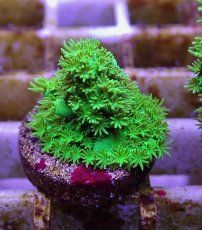 画像1: No.4 フィジー産 ツツユビミドリイシ (1)