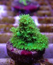 画像2: No.4 フィジー産 ツツユビミドリイシ (2)