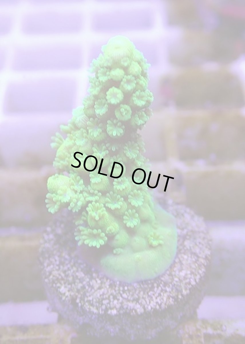 画像1: No.5 フィジー産 ツツユビミドリイシ (1)