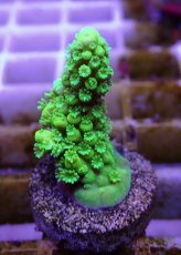 画像1: No.5 フィジー産 ツツユビミドリイシ (1)