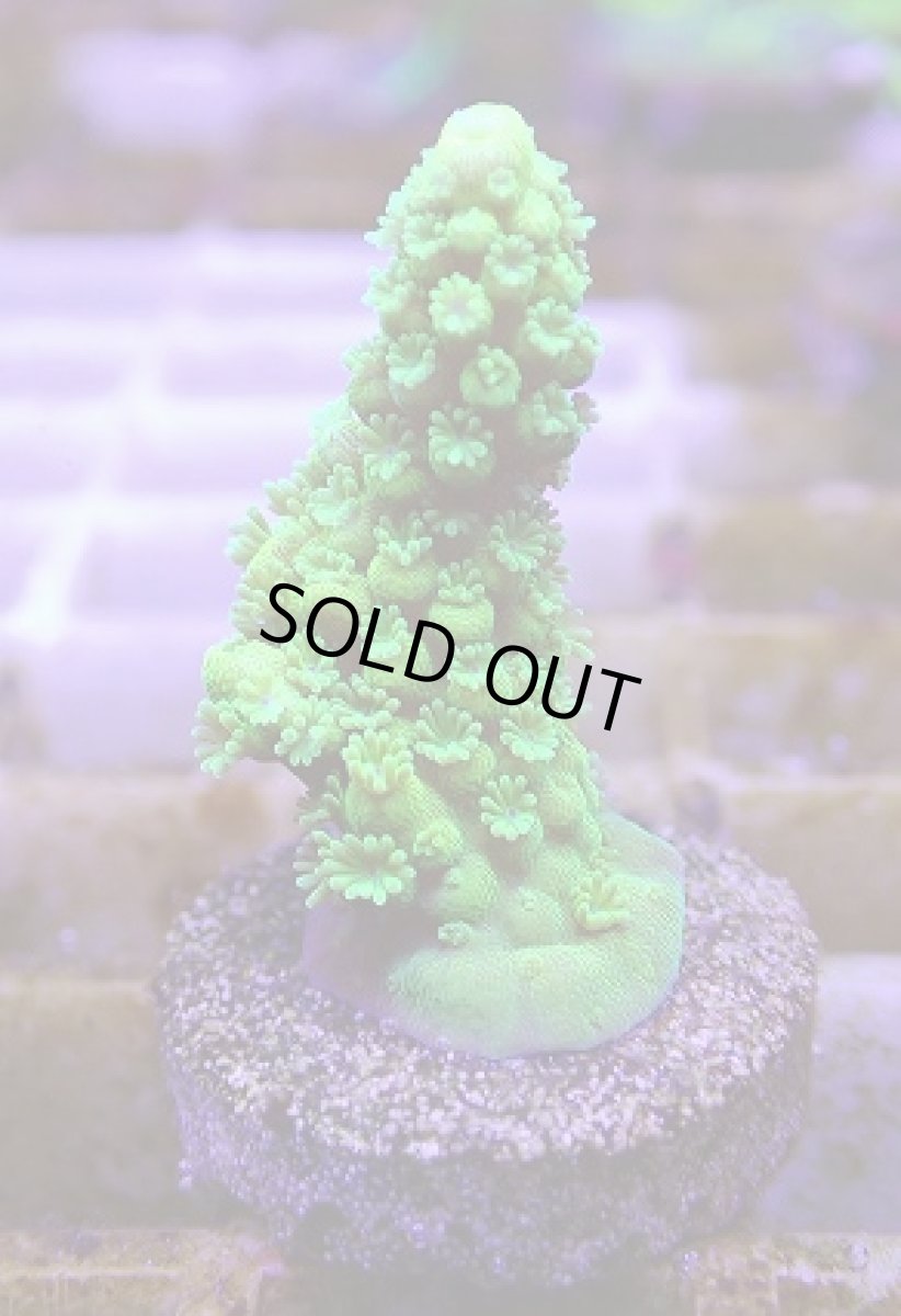 画像2: No.5 フィジー産 ツツユビミドリイシ (2)