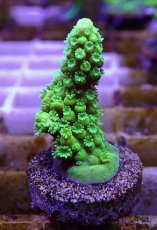 画像2: No.5 フィジー産 ツツユビミドリイシ (2)