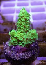 画像1: No.6 フィジー産 ツツユビミドリイシ (1)