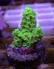 画像2: No.6 フィジー産 ツツユビミドリイシ (2)