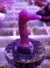 画像1: No.23 トンガ産 トゲサンゴ　ピンク (1)