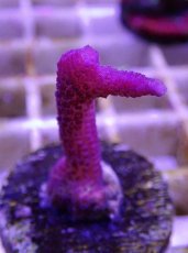 画像2: No.23 トンガ産 トゲサンゴ　ピンク (2)