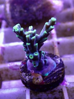 No.59 ナガレハナサンゴ 茎グリーンを買うならアクアスタイルユー 大阪