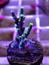 画像1: No.9 深場ミドリイシ (1)