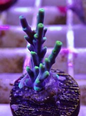 画像2: No.9 深場ミドリイシ (2)