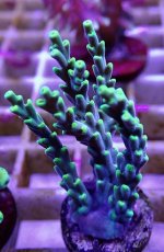 画像1: No.9 深場ミドリイシ (1)