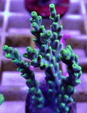 画像2: No.9 深場ミドリイシ (2)