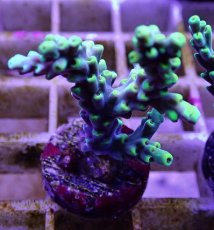 画像1: No.10 深場ミドリイシ (1)