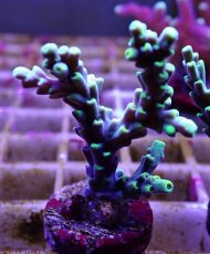 画像2: No.10 深場ミドリイシ (2)