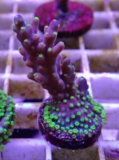 画像1: No.11フィジー産 スゲミドリイシ (1)