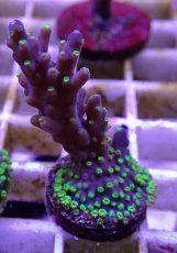 画像2: No.11フィジー産 スゲミドリイシ (2)