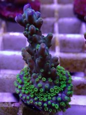 画像1: No.12フィジー産 スゲミドリイシ (1)