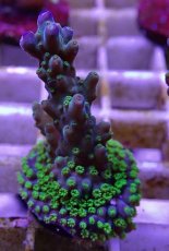 画像2: No.12フィジー産 スゲミドリイシ (2)