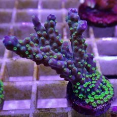 画像1: No.13フィジー産 スゲミドリイシ (1)