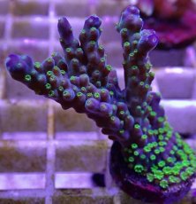 画像2: No.13フィジー産 スゲミドリイシ (2)