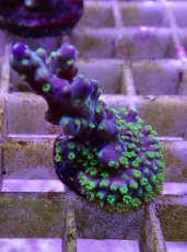 画像1: No.14フィジー産 スゲミドリイシ (1)