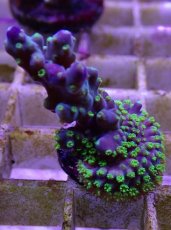 画像2: No.14フィジー産 スゲミドリイシ (2)