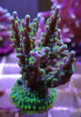 画像1: No.15フィジー産 スゲミドリイシ (1)