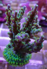 画像2: No.15フィジー産 スゲミドリイシ (2)