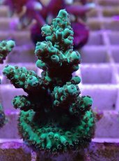 画像1: No.16フィジー産 浅場ミドリイシ (1)