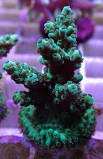 画像2: No.16フィジー産 浅場ミドリイシ (2)