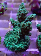 画像1: No.17フィジー産 浅場ミドリイシ (1)