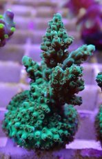 画像2: No.17フィジー産 浅場ミドリイシ (2)