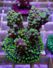 画像1: No.18フィジー産 浅場ミドリイシ (1)