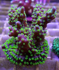 画像2: No.18フィジー産 浅場ミドリイシ (2)