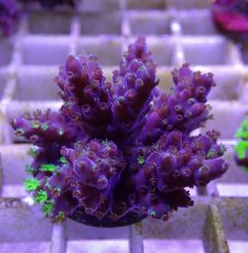 画像1: No.19フィジー産 浅場ミドリイシ (1)