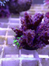 画像2: No.19フィジー産 浅場ミドリイシ (2)